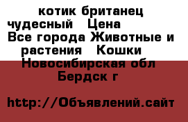 котик британец чудесный › Цена ­ 12 000 - Все города Животные и растения » Кошки   . Новосибирская обл.,Бердск г.